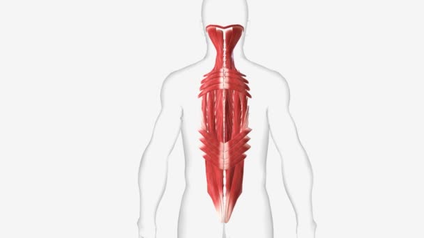 Upper Back Muscles Latissimus Dorsi Rhomboid Muscles Levator Scapulae Trapezius — Stock Video