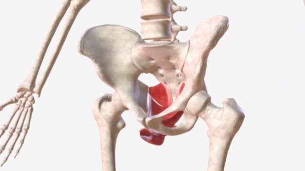 骨盤床とペリニウムの筋肉 — ストック動画