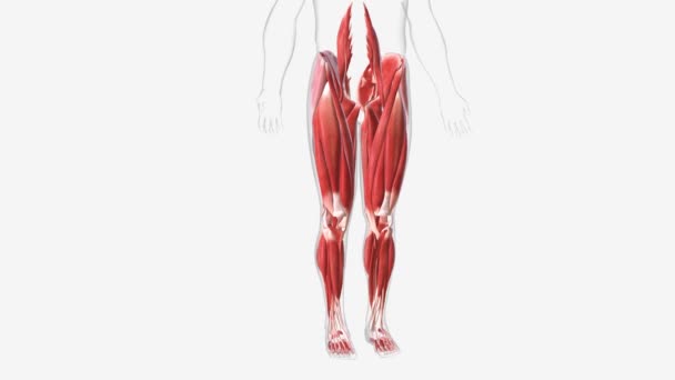 Músculos Del Miembro Inferior Médico — Vídeo de stock