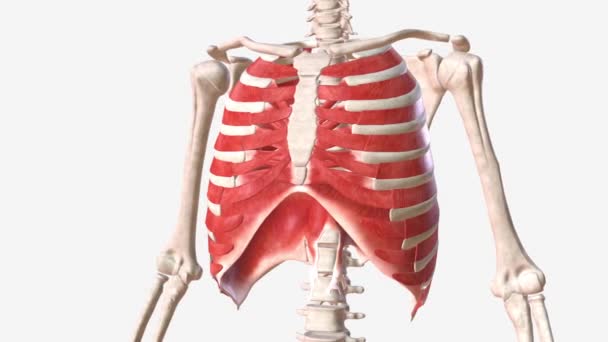 胸部的肌肉既包括横隔膜 也包括胸腔的肌肉 — 图库视频影像