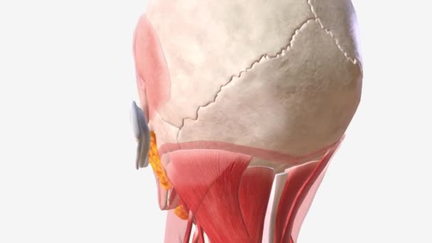 Muscoli Intorno All Orbirant Sono Aperture Orali — Video Stock