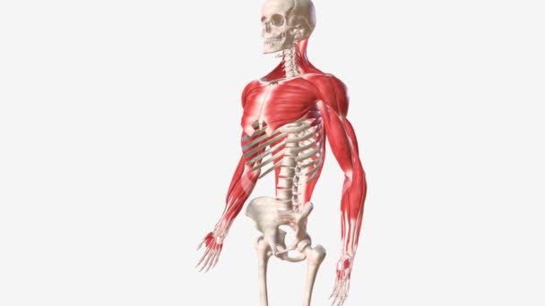 上肢の筋肉は6つの異なる領域に分けることができます 後頭前腕 そして手 — ストック動画