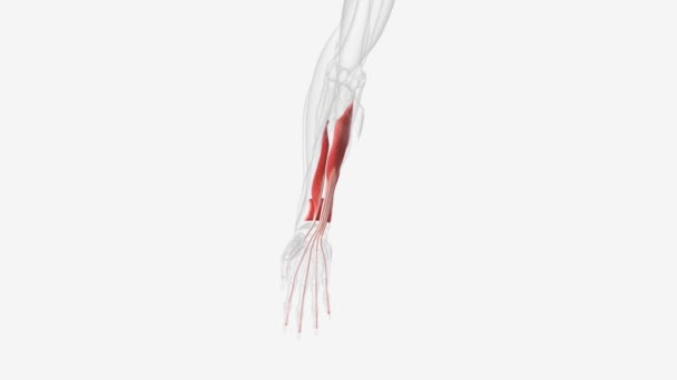 Muscles Make Deep Layer Forearm Flexor Muscles — Stock Video
