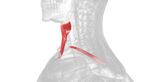 形成下颌骨肌肉的肌肉结构 — 图库视频影像