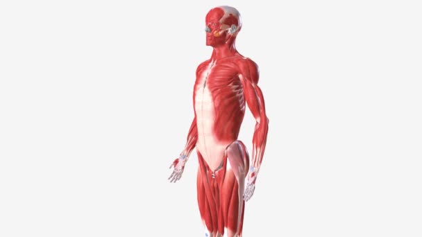 Sistema Muscular Compone Células Especializadas Llamadas Fibras Musculares — Vídeo de stock