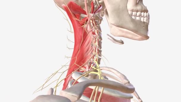 颈部肌肉被各种颈神经及其分支和颅内神经所困扰 — 图库视频影像