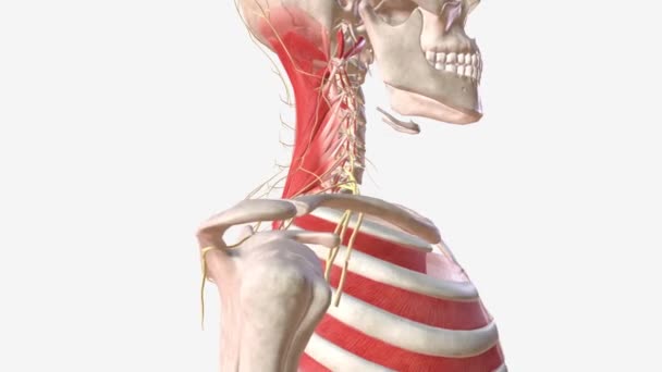 근육은 그들의 두개골 신경에 Innervated — 비디오