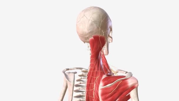 Músculos Pescoço Nervo Médica — Vídeo de Stock