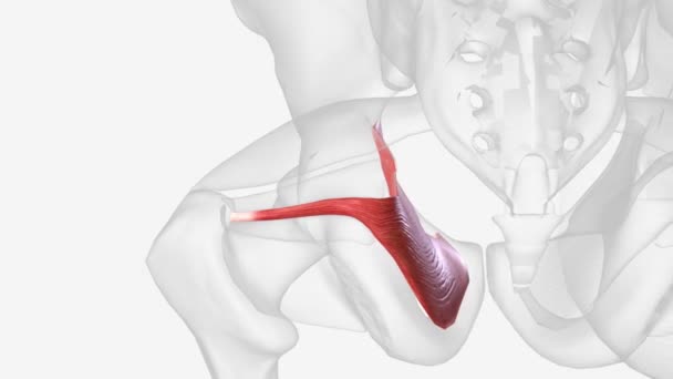 Obturator Internus Deep Muscle Hip Joint Which Part Lateral Wall — Stock Video