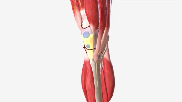 パテラー腱は四肢の女性の共通腱の間隔である — ストック動画