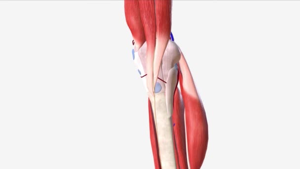 Tendão Patelar Porção Distal Tendão Comum Quadríceps Femoral — Vídeo de Stock