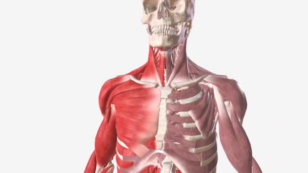 胸大肌是胸部前壁上最大的肌肉 — 图库视频影像