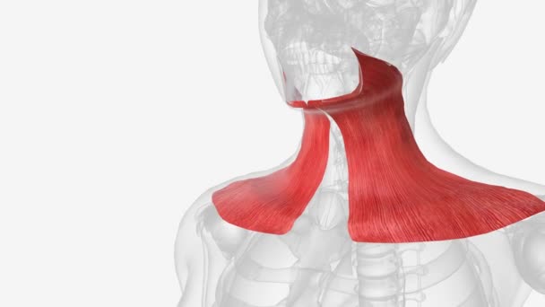 扁桃体肌是一种广泛的肌肉 它产生于筋膜 覆盖了三角肌和胸肌的上段 — 图库视频影像