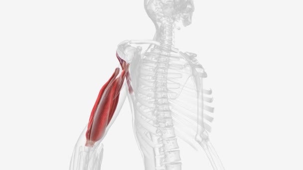 前臂的后部包含一个浅层和深部的肌肉群 — 图库视频影像