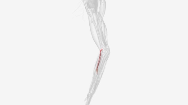 叉子肌是位于前臂前侧的长而圆的肌肉 — 图库视频影像