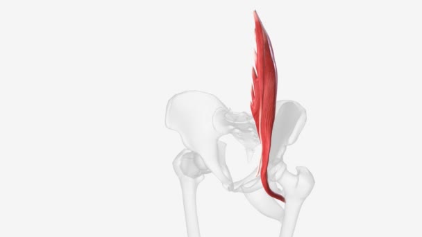 Psoas小肌肉起源于最后一个胸椎和第一个腰椎 — 图库视频影像