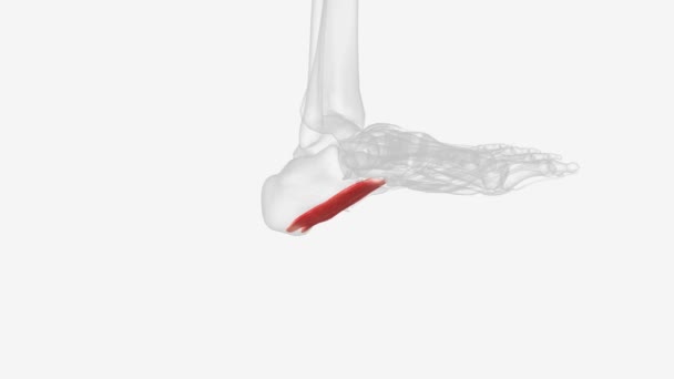 扁平足是20只单足肌肉中的一只 它位于脚底的第二层肌肉中 — 图库视频影像
