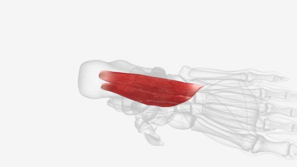 扁平足是20只单足肌肉中的一只 它位于脚底的第二层肌肉中 — 图库视频影像