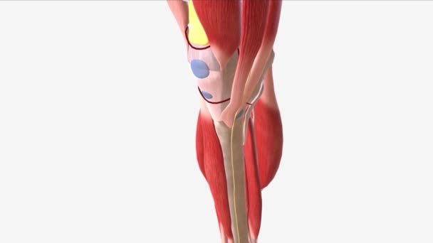 Tendão Quadríceps Femoral Tendão Comum Através Qual Quatro Componentes Músculo — Vídeo de Stock