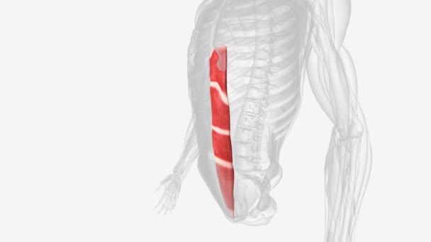 Rectus Abdominis Muscle Médical — Video