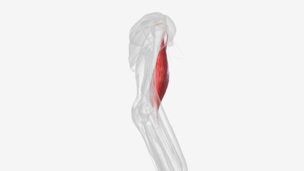 Brachialis 又称Teichmann肌肉 是上臂弯曲肘部的肌肉 — 图库视频影像