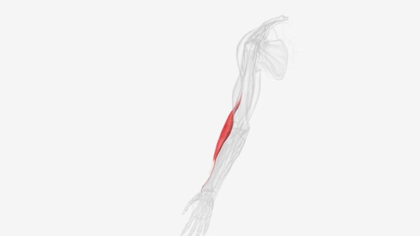 Brachioradialis Músculo Del Antebrazo Que Flexiona Antebrazo Codo — Vídeo de stock