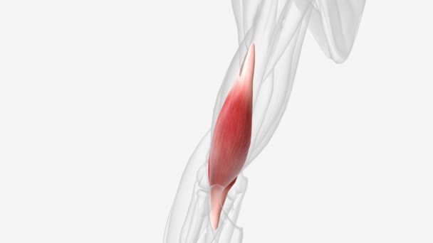 Brachialis 又称Teichmann肌肉 是上臂弯曲肘部的肌肉 — 图库视频影像