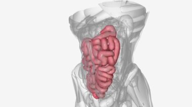 İnce bağırsağın üç parçası vardır: duodenum, jejunum ve ileum.