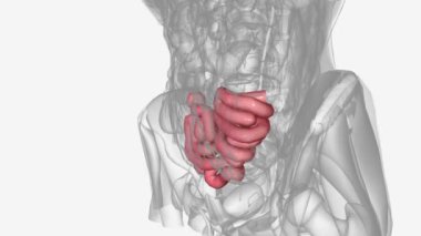 Ileum, ince bağırsağın son ve en uzun bölümü.