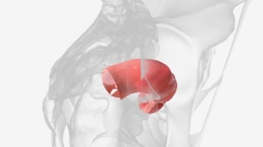 The sigmoid colon (or pelvic colon) is the part of the large intestine that is closest to the rectum and anus