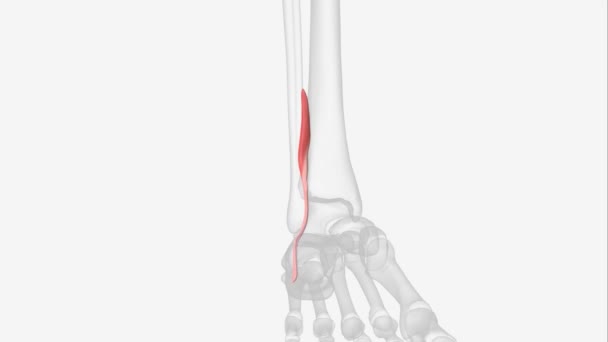 フィブリジス テルティウスは 足をドリブルドレクスすることである前頭蓋骨の筋肉です — ストック動画