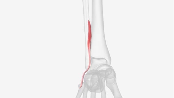 Fibularis Tertius Muscle Anterior Calf Whose Function Dorsiflex Foot — Stock Video
