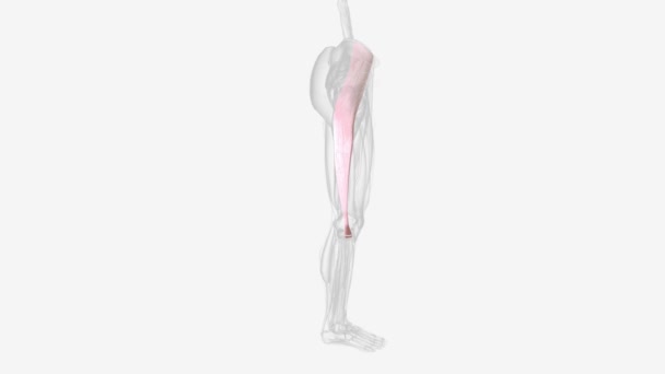Itb沿着大腿侧向跑 是下肢运动的重要结构 — 图库视频影像