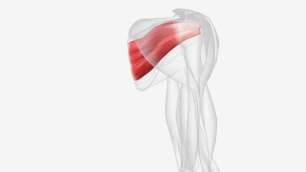 红外旋翼是肩关节的主要外旋转臂 它有助于产生肩部伸展 — 图库视频影像