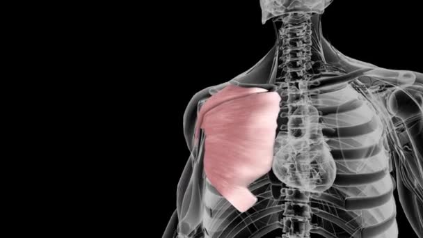 ペクテラリス メジャーは前胸壁の最も優秀で最大の筋肉である — ストック動画