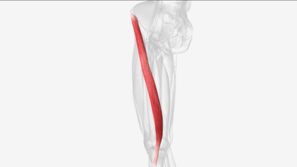 Músculo Sartorio Músculo Delgado Largo Superficial Compartimento Anterior Del Muslo — Vídeo de stock