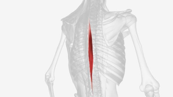 Espinal Uma Porção Espinha Eretora Feixe Músculos Tendões Localizado Mais — Vídeo de Stock