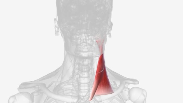 胸锁乳突肌是颈椎最大 最浅的肌肉之一 — 图库视频影像