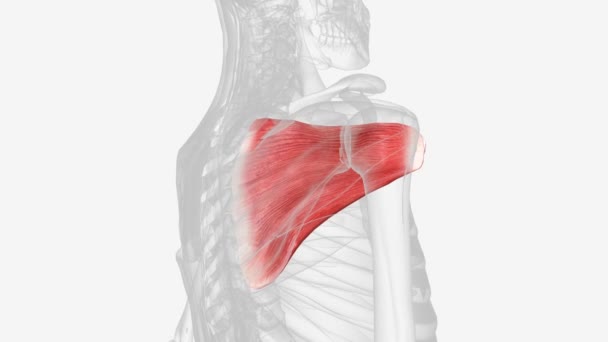 肩胛骨下肌是肩袖肌的一种 — 图库视频影像