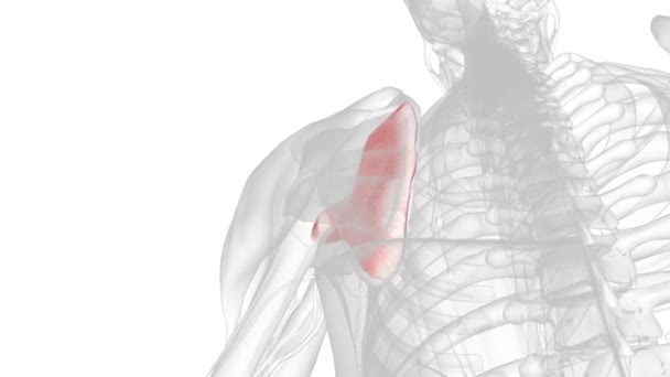 肩胛骨下肌是肩袖肌的一种 — 图库视频影像