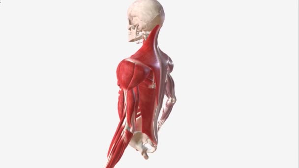 팔다리의 근육은 6개의 지구로 분할될 있습니다 Pectoral — 비디오