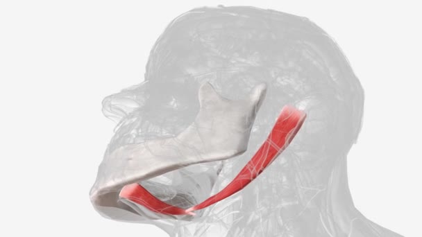 下巴三角形形成下巴三角形的肌肉 — 图库视频影像