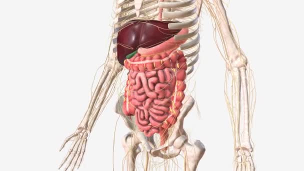 Digestive System Nerveus System — Stock Video