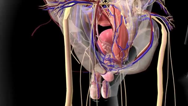 Epidididimis Uzun Sarmalanmış Bir Tüptür Spermleri Testislerden Vajinaya Taşır — Stok video