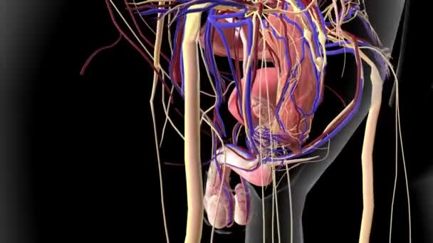 附膜是一个长的 盘绕着的管 将精子从睾丸输送到输精管 — 图库视频影像