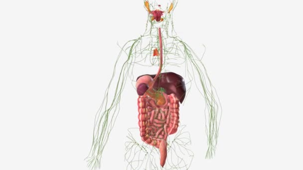 消化系统和淋巴系统 — 图库视频影像