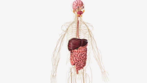 Sistema Digestivo Sistema Nervioso — Vídeo de stock