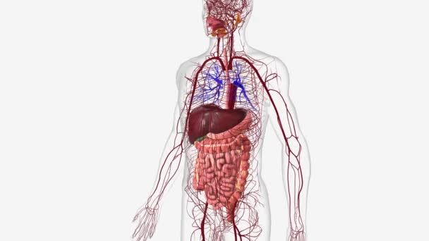 Digestive System Digestive System Arterial System — Stock Video