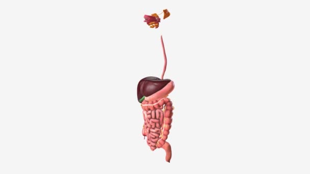 Digestive System Includes Mouth Pharynx Throat Esophagus Stomach Small Intestine — Stock Video