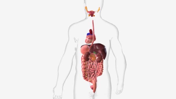 消化系统和泌尿系统 — 图库视频影像